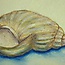Muschel - Öl Pastell auf Papier, 25x30cm