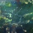 Wasserwelt -17b - Acryl auf Leinwand, 100x120cm