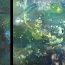 Unter-Wasser-Welt - Diptychon- Acryl auf Leinwand, 100x200cm